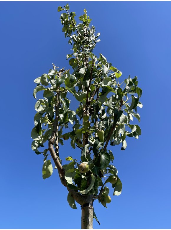Birnenbaum 'Conference' | Pyrus communis 'Conference' Birnenbaum 'Conference' | Pyrus communis 'Conference'