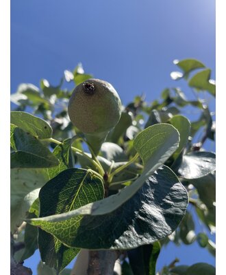 Birnenbaum Conference kaufen? | Einfach Venovi - bestellen online