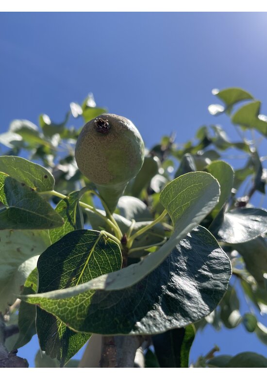 Birnenbaum 'Conference' | Pyrus communis 'Conference'