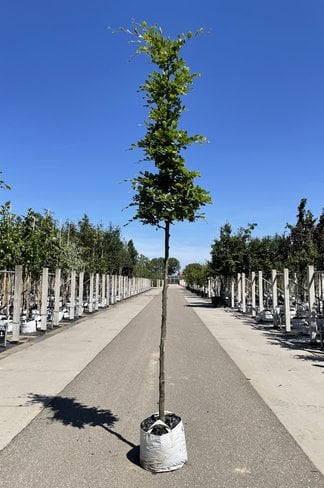 Rotbuche | Fagus sylvatica