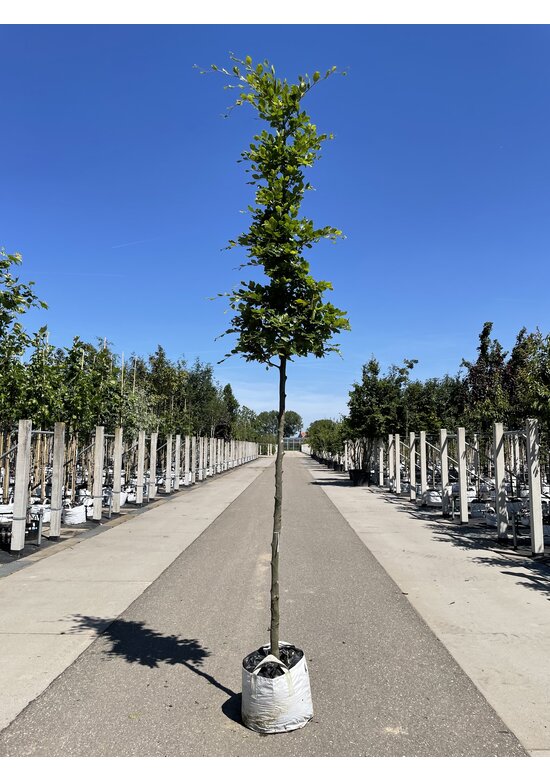 Rotbuche | Fagus sylvatica