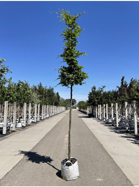 Rotbuche | Fagus sylvatica Rotbuche | Fagus sylvatica