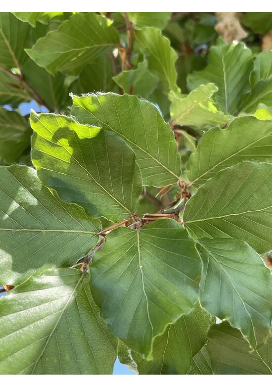 Rotbuche | Fagus sylvatica