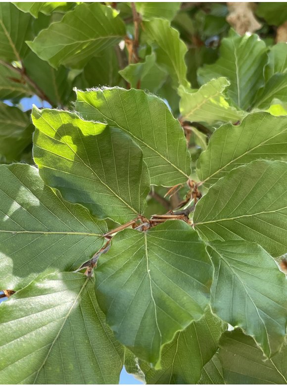 Rotbuche | Fagus sylvatica Rotbuche | Fagus sylvatica