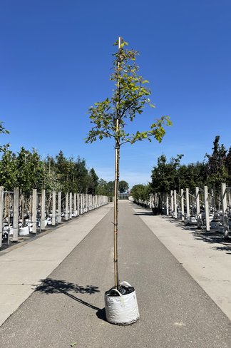 Texas-Eiche - Nuttall-Eiche | Quercus texana