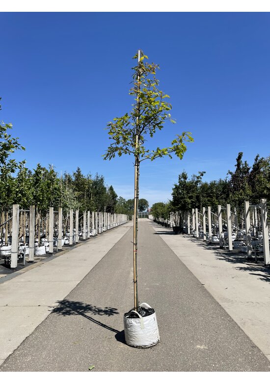 Texas-Eiche - Nuttall-Eiche | Quercus texana