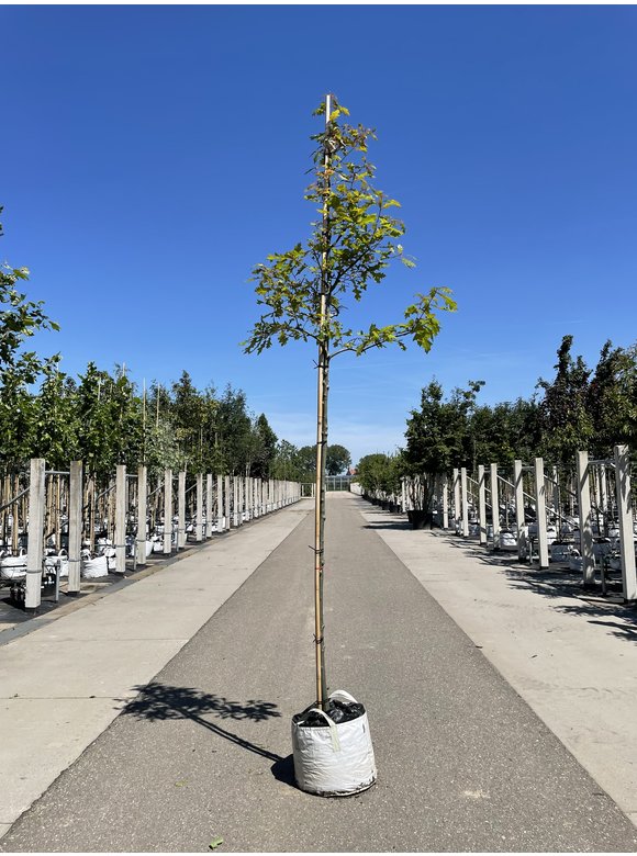 Texas-Eiche - Nuttall-Eiche | Quercus texana Texas-Eiche - Nuttall-Eiche | Quercus texana