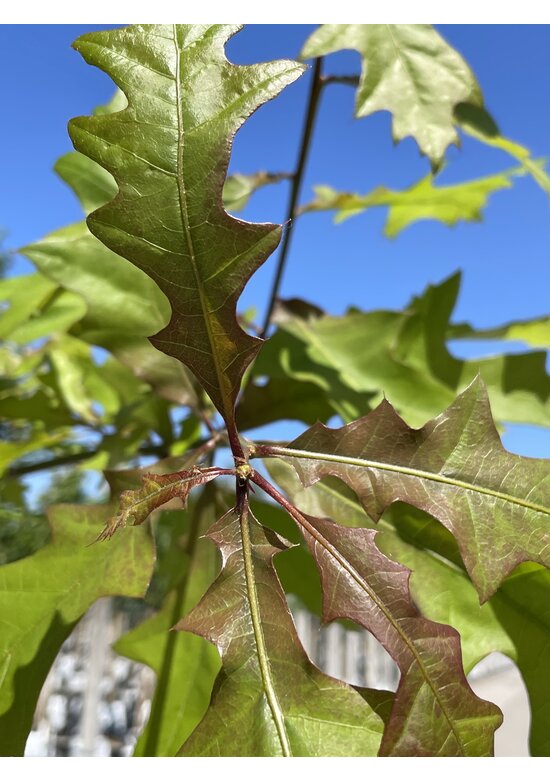 Texas-Eiche - Nuttall-Eiche | Quercus texana