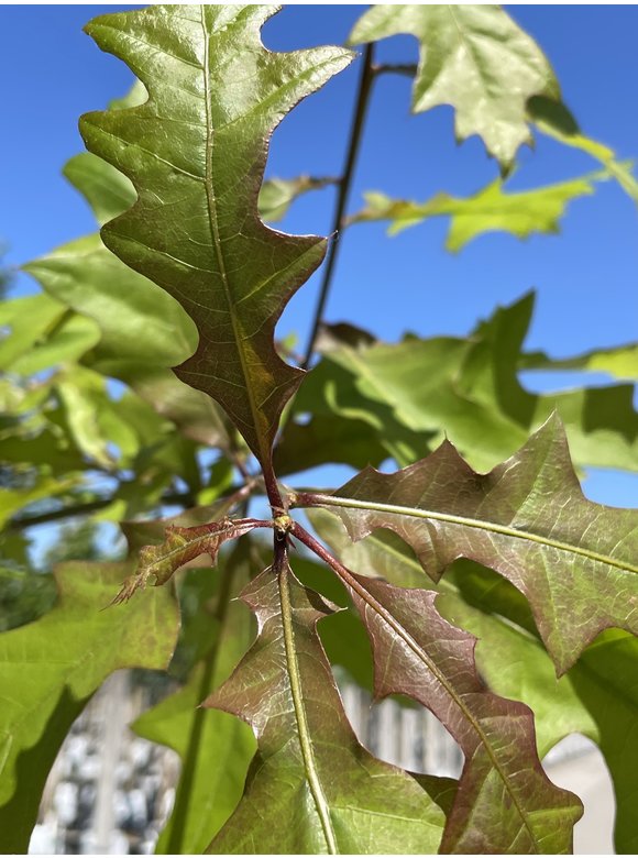 Texas-Eiche - Nuttall-Eiche | Quercus texana Texas-Eiche - Nuttall-Eiche | Quercus texana