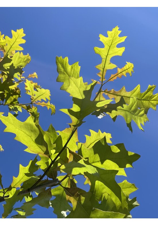 Texas-Eiche - Nuttall-Eiche | Quercus texana
