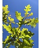 Texas-Eiche - Nuttall-Eiche | Quercus texana