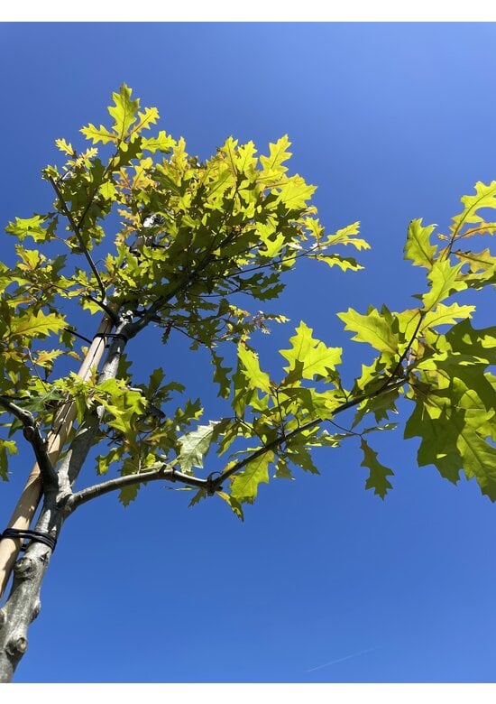 Texas-Eiche - Nuttall-Eiche | Quercus texana