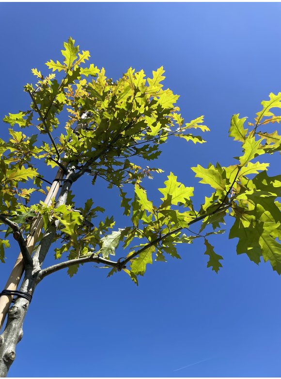 Texas-Eiche - Nuttall-Eiche | Quercus texana Texas-Eiche - Nuttall-Eiche | Quercus texana