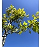 Texas-Eiche - Nuttall-Eiche | Quercus texana