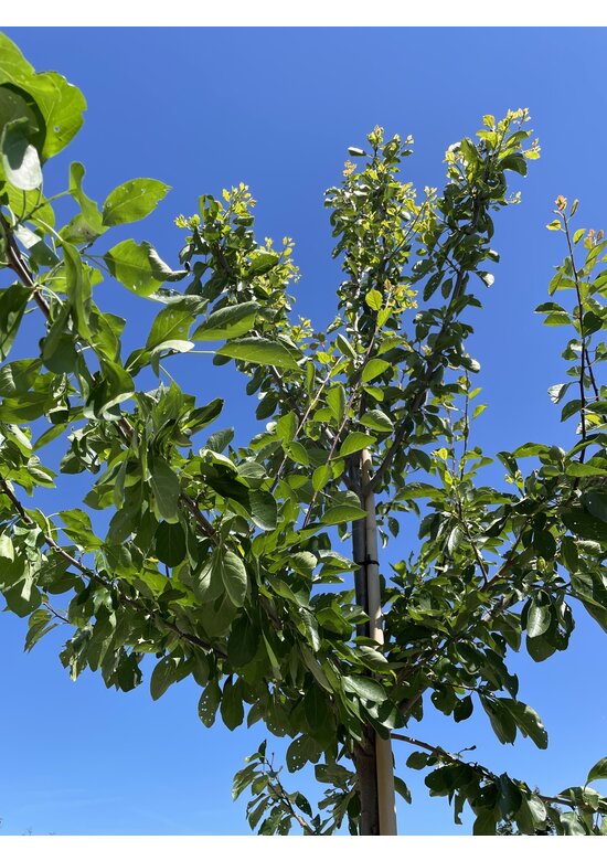 Pflaumenbaum 'Opal' | Prunus domestica ‘Opal'