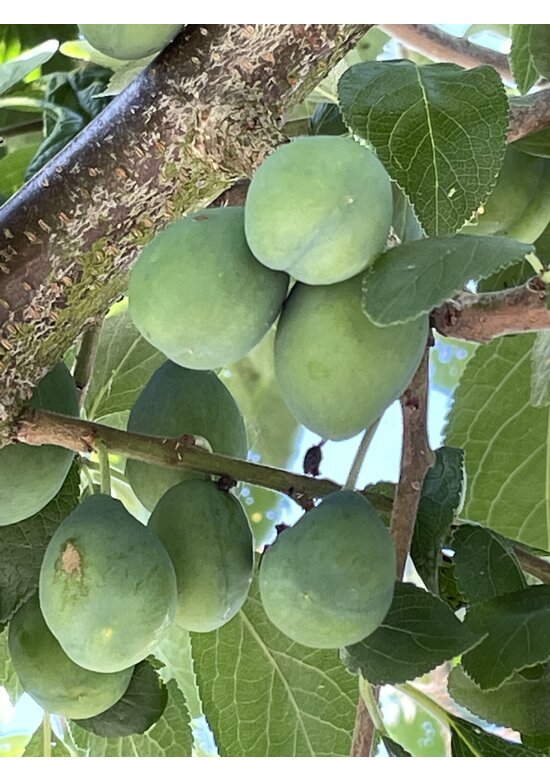 Pflaumenbaum 'Opal' | Prunus domestica ‘Opal'