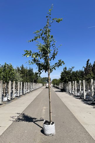 Pflaumenbaum 'Victoria' | Prunus domestica ‘Victoria’