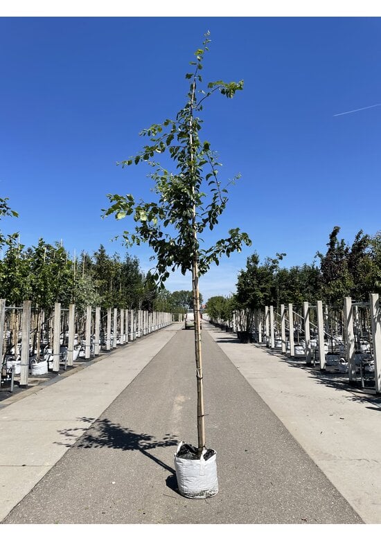 Pflaumenbaum 'Victoria' | Prunus domestica ‘Victoria’