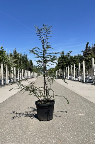 Antarktische Scheinbuche - Mehrstämmig | Nothofagus antarctica Antarktische Scheinbuche - Mehrstämmig | Nothofagus antarctica