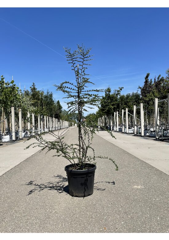 Antarktische Scheinbuche - Mehrstämmig | Nothofagus antarctica