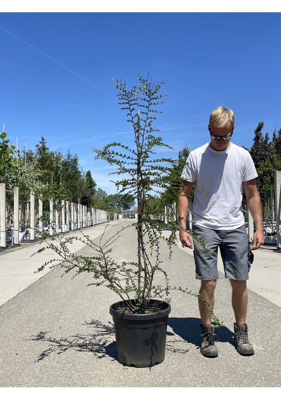 Antarktische Scheinbuche - Mehrstämmig | Nothofagus antarctica