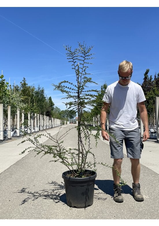 Antarktische Scheinbuche - Mehrstämmig | Nothofagus antarctica