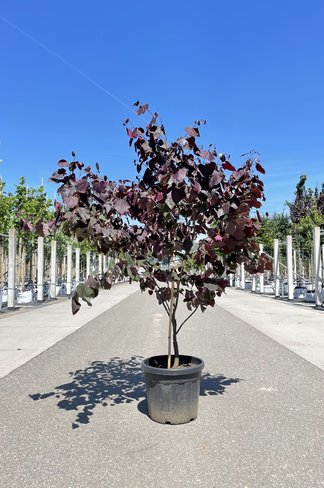 Kanadischer Judasbaum 'Forest Pansy' - Mehrstämmig | Cercis canadensis 'Forest Pansy'