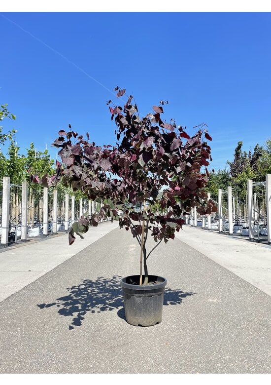 Kanadischer Judasbaum 'Forest Pansy' - Mehrstämmig | Cercis canadensis 'Forest Pansy'