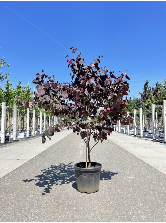 Kanadischer Judasbaum 'Forest Pansy' - Mehrstämmig | Cercis canadensis 'Forest Pansy' Kanadischer Judasbaum 'Forest Pansy' - Mehrstämmig | Cercis canadensis 'Forest Pansy'