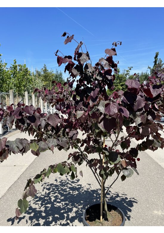 Kanadischer Judasbaum 'Forest Pansy' - Mehrstämmig | Cercis canadensis 'Forest Pansy'