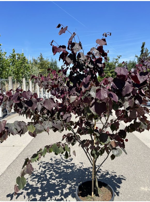 Kanadischer Judasbaum 'Forest Pansy' - Mehrstämmig | Cercis canadensis 'Forest Pansy' Kanadischer Judasbaum 'Forest Pansy' - Mehrstämmig | Cercis canadensis 'Forest Pansy'