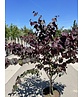 Kanadischer Judasbaum 'Forest Pansy' - Mehrstämmig | Cercis canadensis 'Forest Pansy'