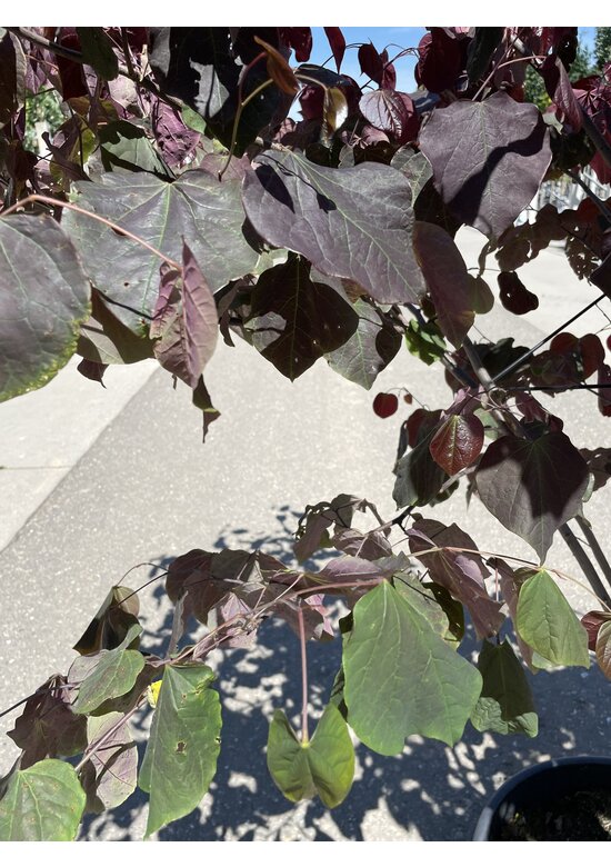 Kanadischer Judasbaum 'Forest Pansy' - Mehrstämmig | Cercis canadensis 'Forest Pansy'