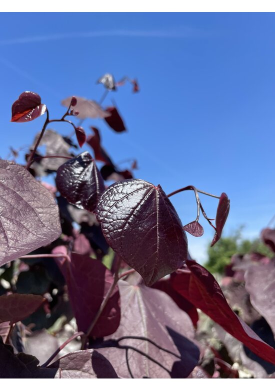 Kanadischer Judasbaum 'Forest Pansy' - Mehrstämmig | Cercis canadensis 'Forest Pansy'