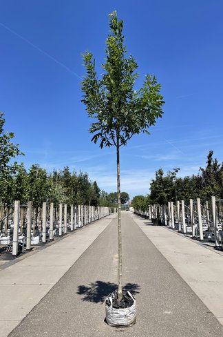 Gemeine Esche 'Altena' | Fraxinus excelsior 'Altena'