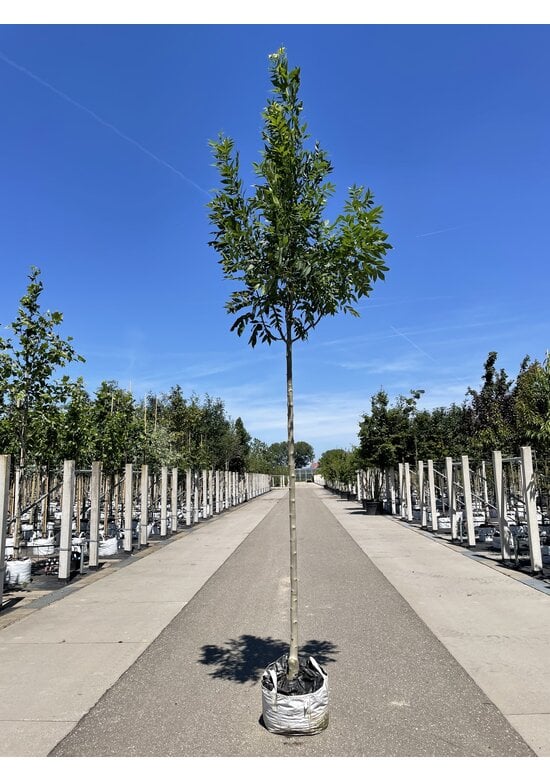 Gemeine Esche 'Altena' | Fraxinus excelsior 'Altena'