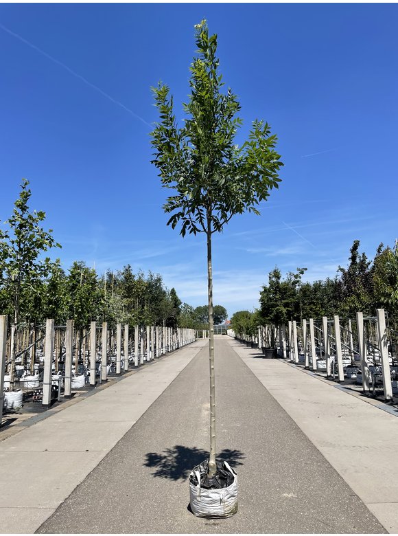 Die Gemeine Esche 'Altena' | Fraxinus excelsior 'Altena' Die Gemeine Esche 'Altena' | Fraxinus excelsior 'Altena'