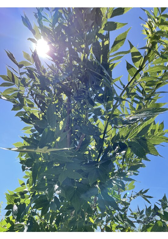 Gemeine Esche 'Altena' | Fraxinus excelsior 'Altena'