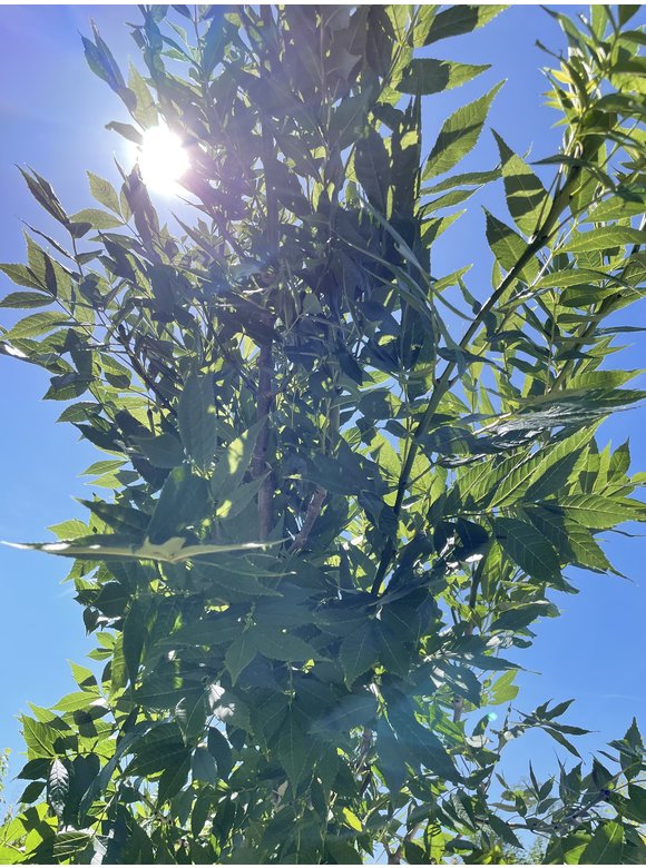 Die Gemeine Esche 'Altena' | Fraxinus excelsior 'Altena' Die Gemeine Esche 'Altena' | Fraxinus excelsior 'Altena'