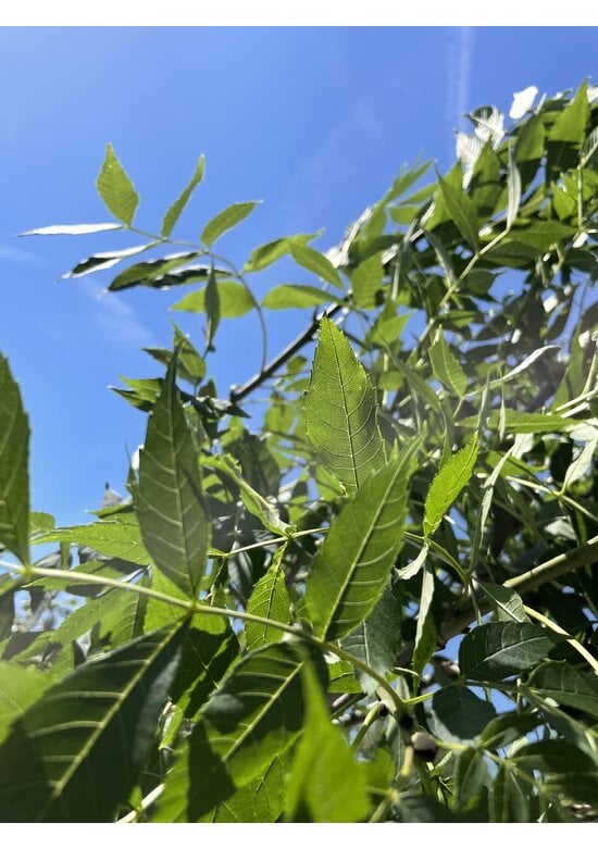 Gemeine Esche 'Altena' | Fraxinus excelsior 'Altena'