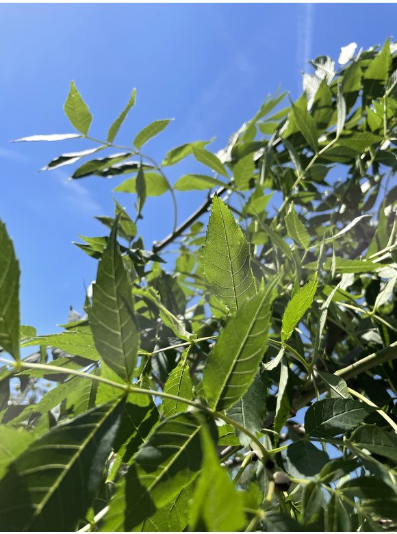 Die Gemeine Esche 'Altena' | Fraxinus excelsior 'Altena' Die Gemeine Esche 'Altena' | Fraxinus excelsior 'Altena'