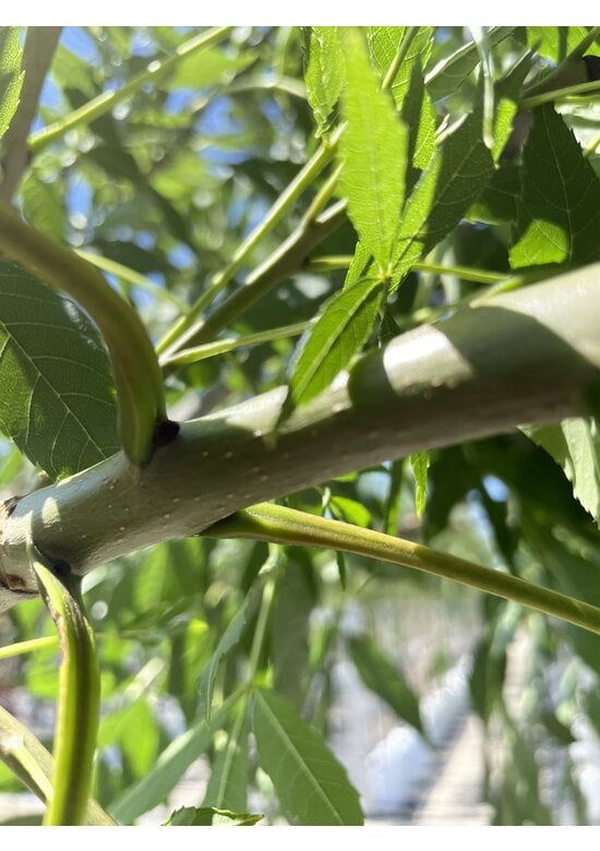 Gemeine Esche 'Altena' | Fraxinus excelsior 'Altena'