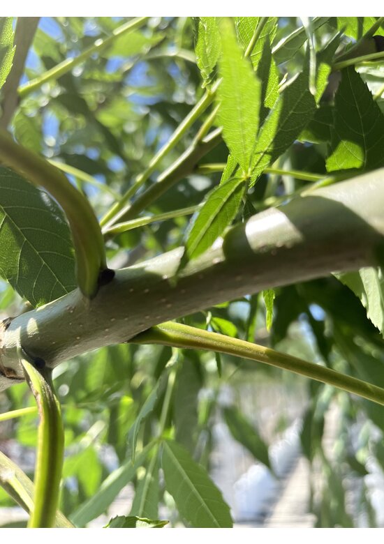 Gemeine Esche 'Altena' | Fraxinus excelsior 'Altena'