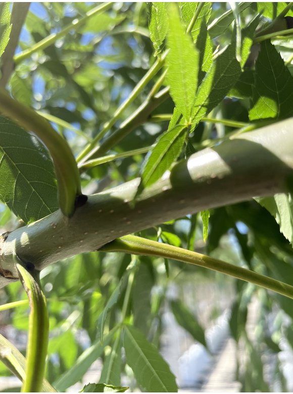 Die Gemeine Esche 'Altena' | Fraxinus excelsior 'Altena' Die Gemeine Esche 'Altena' | Fraxinus excelsior 'Altena'