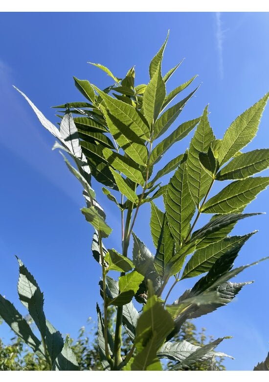 Gemeine Esche 'Altena' | Fraxinus excelsior 'Altena'