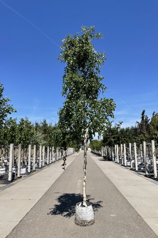 Korkenzieher-Birke 'Spider Alley' | Betula pendula 'Spider Alley' Korkenzieher-Birke 'Spider Alley' | Betula pendula 'Spider Alley'