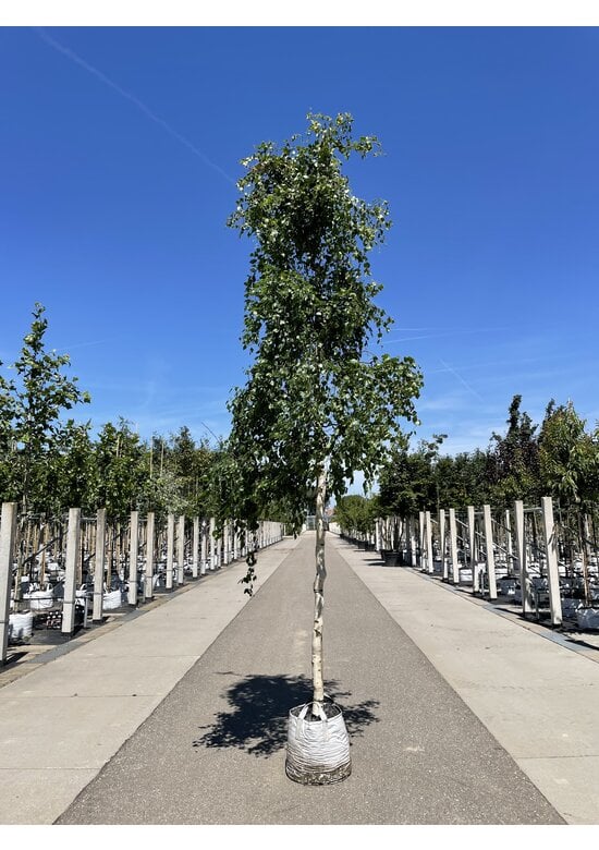 Korkenzieher-Birke 'Spider Alley' | Betula pendula 'Spider Alley'
