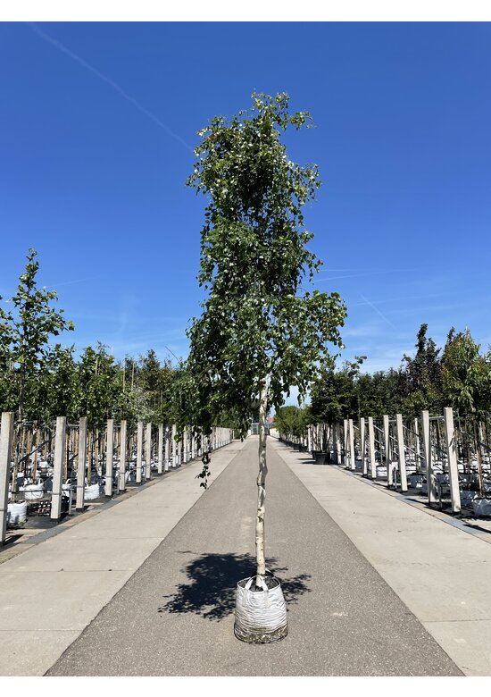 Korkenzieher-Birke 'Spider Alley' | Betula pendula 'Spider Alley'