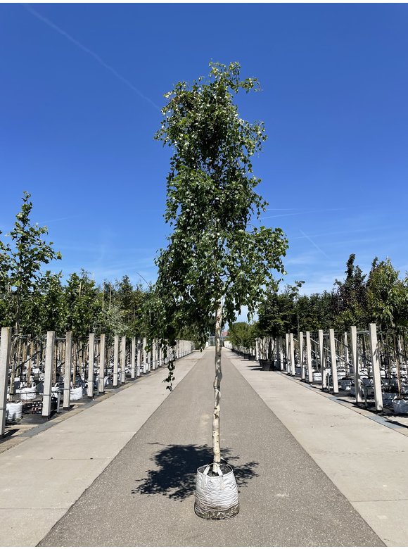 Korkenzieher-Birke 'Spider Alley' | Betula pendula 'Spider Alley' Korkenzieher-Birke 'Spider Alley' | Betula pendula 'Spider Alley'