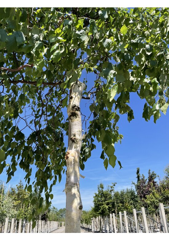 Korkenzieher-Birke 'Spider Alley' | Betula pendula 'Spider Alley'